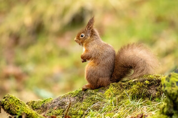 Red Squirrel (Sciurus vulgaris)