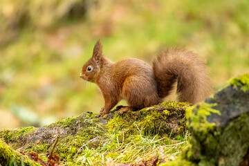 Red Squirrel (Sciurus vulgaris)