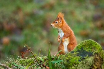 Red Squirrel (Sciurus vulgaris)