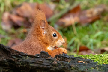 Red Squirrel (Sciurus vulgaris)