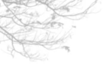  leaves shadow on white background