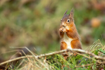 Red Squirrel (Sciurus vulgaris)