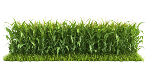 A cornfield isolated on white background PNG. GENERATIVE AI
