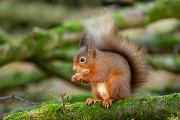 Red Squirrel (Sciurus vulgaris)
