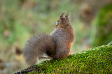 Red Squirrel (Sciurus vulgaris)