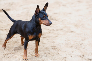 miniature Pinscher on pale background