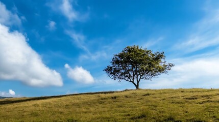 Obraz premium Lone tree on a grassy hill under a bright blue sky with fluffy clouds creating a peaceful landscape : Generative AI