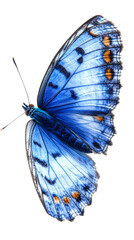 Blue Butterfly, blue butterfly