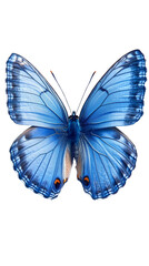 Blue Butterfly, detailed wings