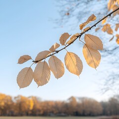 Autumn branch, pale leaves, park background, sunlight, nature imagery