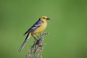 Western yellow wagtail, Motacilla flava. The bird sits on the stem of a dry plant..