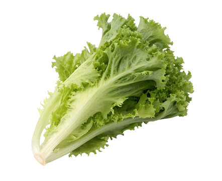 Fresh escarole leaves isolated on a white background, showcasing crisp texture and vibrant green color in a clean cutout for culinary, health, or nutrition use