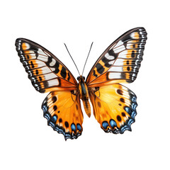 Fototapeta premium beautiful flying butterfly isolated