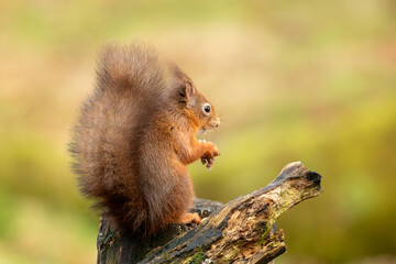 Red Squirrel (Sciurus vulgaris)