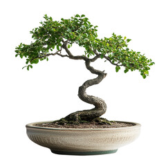 Bonsai Tree, home decor, meditative art