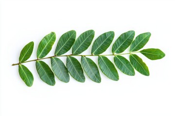 Obraz premium Single vibrant green leaf stem isolated against white backdrop captures nature spring and health benefits