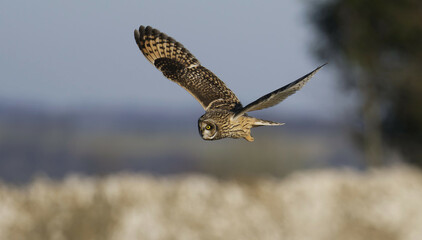 Short-eared owl hunting over the Cotwolds, Gloucestershire, UK