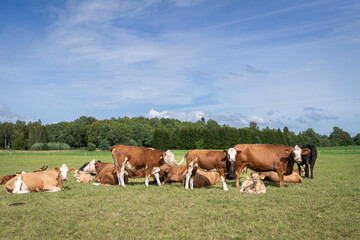 Hereford cattle grazing on a pasture on coastal meadow.  Hereford cattle cows and calves in the summer on a rural field.  Selective focus.