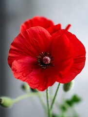 Obraz premium Vibrant close up of a delicate red poppy flower showcasing beauty and freshness : Generative AI