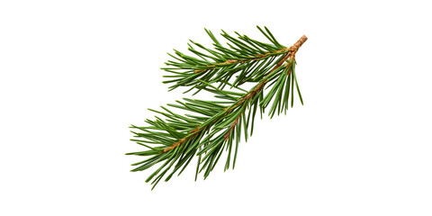 Spruce Tree Branch With Green Needles . Nature And Botanical Study Isolated On Transparent Background