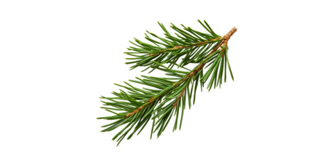 Spruce Tree Branch With Green Needles . Nature And Botanical Study Isolated On Transparent Background