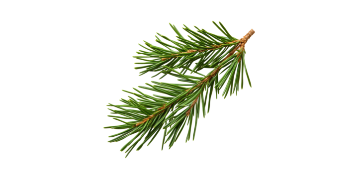 Spruce Tree Branch With Green Needles . Nature And Botanical Study Isolated On Transparent Background
