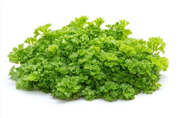 Fototapeta premium Bright flat lay showcasing fresh curly parsley bunch on white background close up studio shot vibrant green hue for culinary concepts