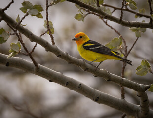 Western Tanager portrait