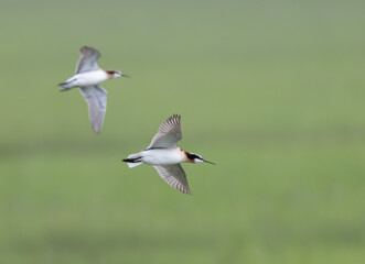 Wilson's Phalarope in flight