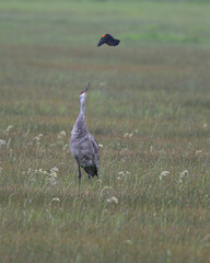 Sandhill Crane under attack by Red-winged Blackbird