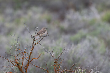 Sage Thrasher portrait