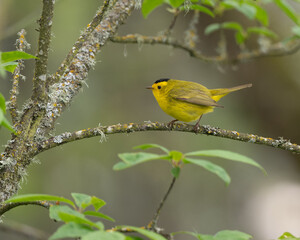 Wilson's Warbler perched