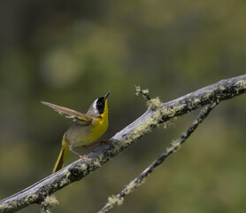 Common Yellowthroat 