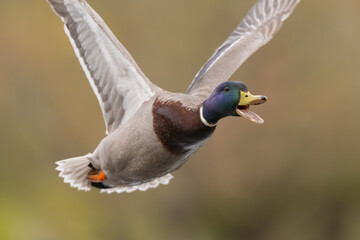 Mallard drake in flight