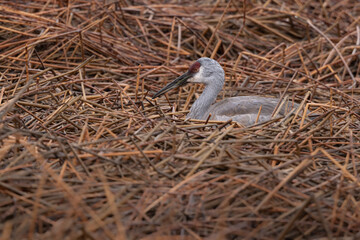 Sandhill crane on nest