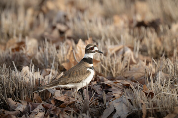 Killdeer portrait