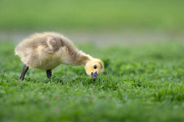 Canada goose gosling foraging