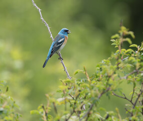 Lazuli Bunting singing