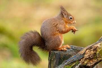 Red Squirrel (Sciurus vulgaris)