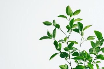 Obraz premium Fresh green leaves against white backdrop in sharp focus conveying tranquility and a minimalist modern aesthetic