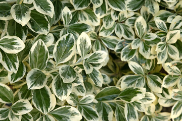 Euonymus japonicus 'Kathy'