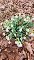 Snowdrops bloom among fallen leaves in early spring, showcasing delicate white flowers and vibrant green foliage
