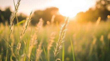 Obraz premium Golden Sunlight Glowing Over Tall Grass in an Open Field at Sunset : Generative AI