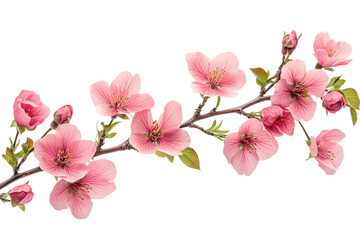 Beautiful pink cherry blossom branch with flowers