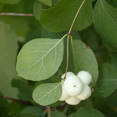 Symphoricarpos albus