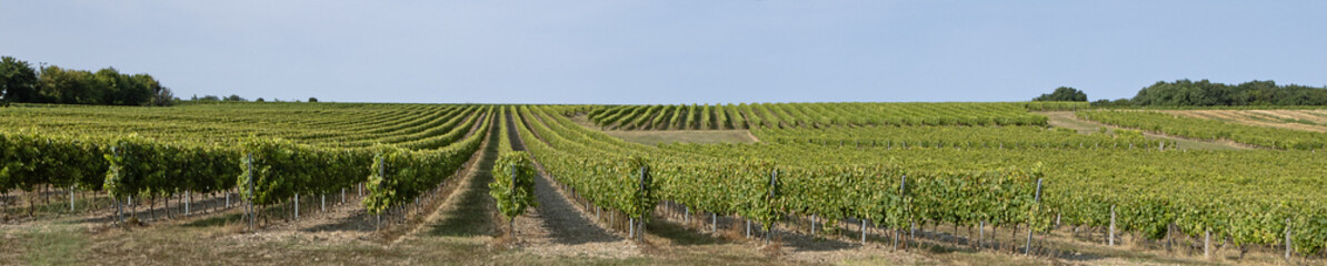 Vignoble charentais à Cognac