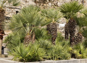 Palmier Chamaerops excelsa et humilis