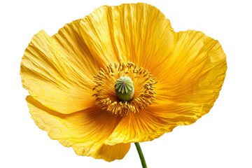 Bright yellow poppy flower with delicate petals and center