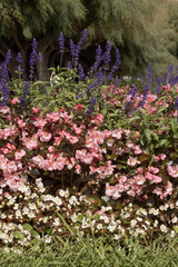 B&eacute;gonias nains roses et blancs