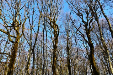 Fototapeta premium Tree trunk of tall oak (Quercus) trees in a deciduous, temperate leafless forest